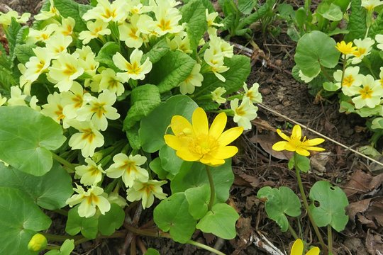 Fototapeta Beautiful primrose flowers in the garden in spring, closeup