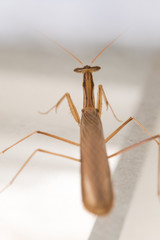 Close up of a praying mantis with white background