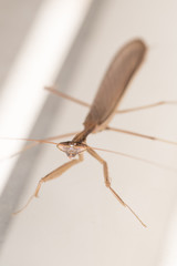 Close up of a praying mantis with white background