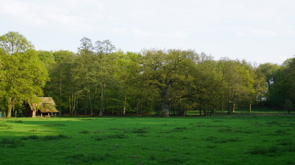Gänse im Park in Hamburg