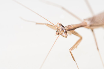 Close up of a praying mantis with white background
