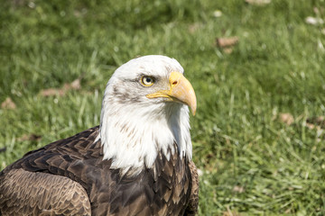 Bald eagle - Haliaeetus leucocephalus