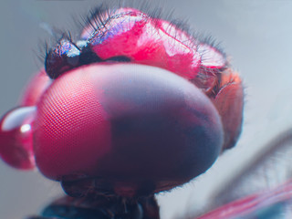 dragonfly close up macro portrait