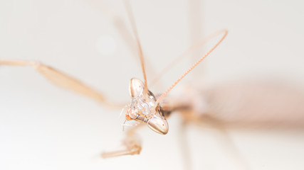 Close up of a praying mantis with white background