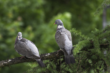 Two woodpigeons sitting on a Branch