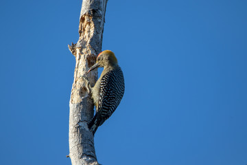 Un pic à couronne rouge picore sur un arbre mort sur un fond de ciel bleu 