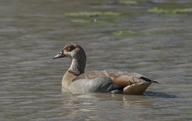 Egyptian goose {Alopochen aegyptiaca} Kruger National Park, South africa