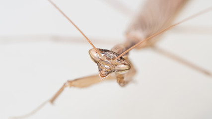Close up of a praying mantis with white background