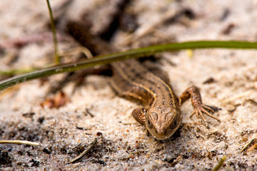 Macro shot of a lizard. Early spring. Nature is awakening. Reptiles seeking for first sun rays, coming out from forest. Animals, wildlife, dinosaur, alligator, snakes. Summer, spring, autumn scene. 