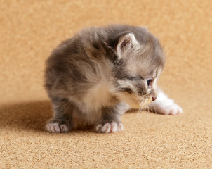 Newborn kitten. Day 21 of life.