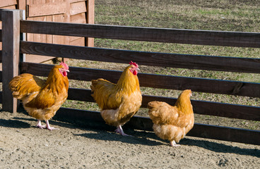 chicken coop rooster walks