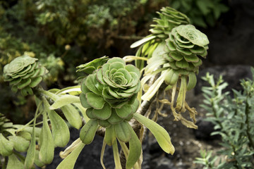 Obraz premium Succulents up close