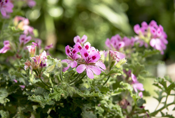 Pink Pelargonium