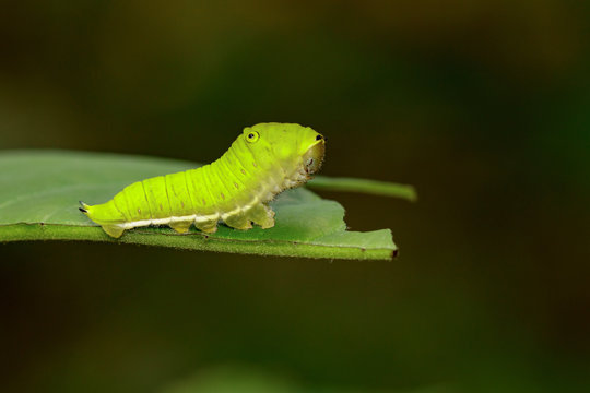 Image of Green Common Jay caterpillar (Graphium doson evemonides) on green leaf. Insect. Insect. Animal.