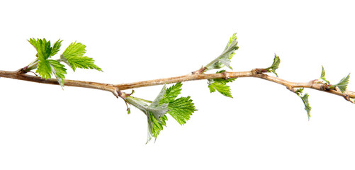 Branch of raspberry bush with foliage on isolated white background, close-up
