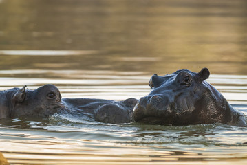 Fototapeta premium Playing Hippopotamus , Kruger National Park , Africa