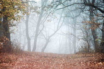 Obraz premium Thick fog in the dark mountain forest in late autumn. Cold waether, winter is comming. Scary woods