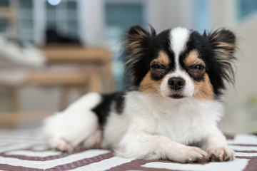 Adorable long/short hair chihuahua dog sleepy lying on mat with home living room background....