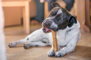 Happy, healthy dog laying in the living room and chewing a bone