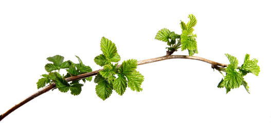 Branch of raspberry bush with foliage on isolated white background, close-up