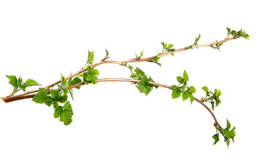Branch of raspberry bush with foliage on isolated white background, close-up