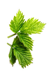 Leaves raspberry bush on isolated white background, close-up