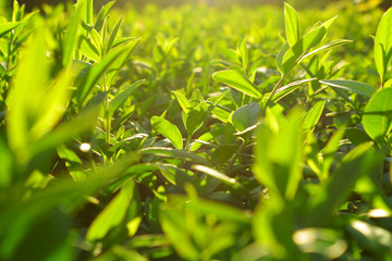 Fototapeta na wymiar Tea leaves. Tea plantations. Morning at tea plantations. Sunrise on tea plantations.