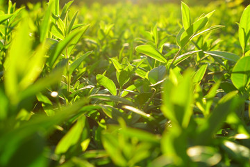 Tea leaves. Tea plantations. Morning at tea plantations. Sunrise on tea plantations.