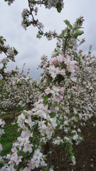 Obstplantagen, Obstblüte im Alten Land in Hamburg, Deutschland