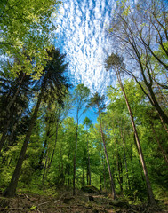 Fototapeta premium Lichtung im Wald