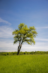 Arbre de vie écologie et environnement