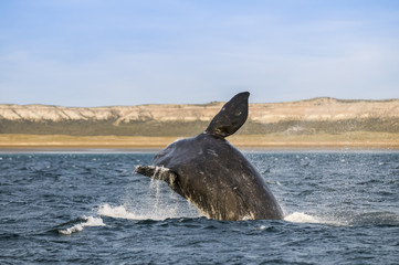 Fototapeta premium Whale jump , Patagonia