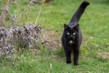 Naklejka na ściany i meble schwarze Katze im grünen Gras