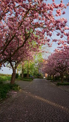 Naklejka premium Obstplantagen, Obstblüte im Alten Land in Hamburg, Deutschland