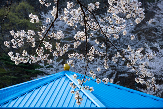 봄꽃의 향연
