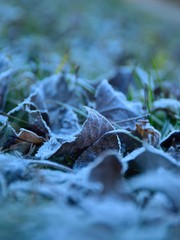 Leaves in winter, frozen leaves, cold colors