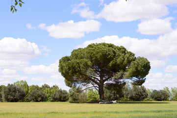 Paisaje de un campo verde con un gran árbol al lado derecho con arbustos al fondo y nubes en el cielo