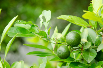 Green lemon on tree.