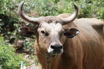 Close up Wild Cattle 