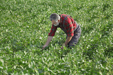 Farmer or agronomist examining green soybean plant in field