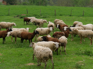 Obraz premium Troupeau ariégeois