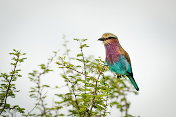 Lilac-breasted roller perches on branch of bush