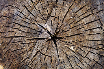 Wood texture, round cut.