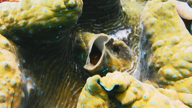 Close up of breathing colorful giant clam Tridacna gigas grows in the shallows Raja Ampat, Indonesia