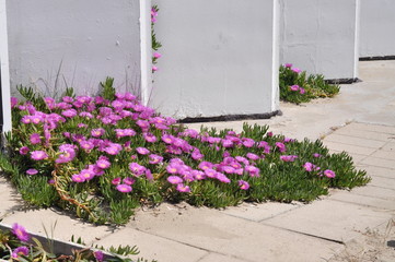 Beautiful pink flowers