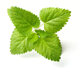 fresh lemon mint isolated on white