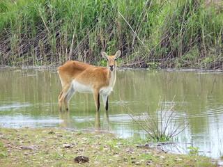Obraz na płótnie Canvas umpfantilope (Lechwe) am Wasser