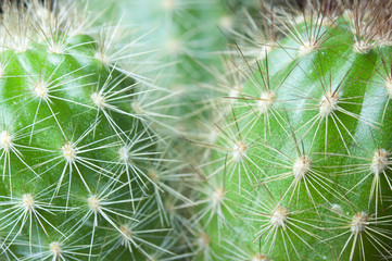 Macro cactus thorns.