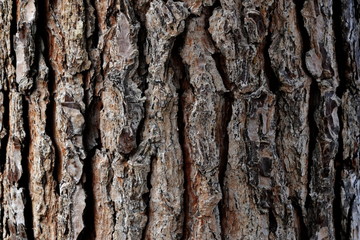 Tree bark background, old natural wooden texture