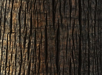 Tree bark texture, palm tree bark, nature wood background